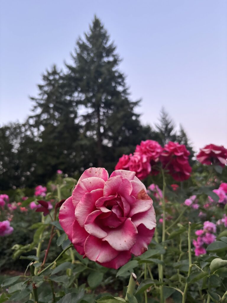 13 Unmissable Things to Do in Portland (That Are Actually Worth the Hype)