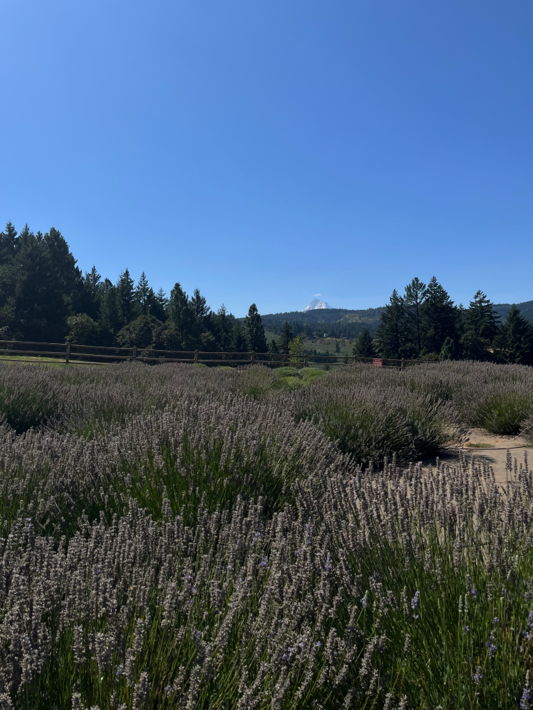Explore Oregon&rsquo;s Hood River Fruit Loop: Must-Visit Wineries, Orchards, and Farm Stands